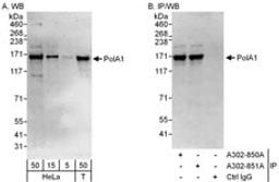 Detection of human PolA1 by western blot and immunoprecipitation.