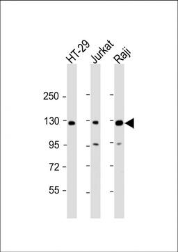 Western Blot at 1:2000 dilution Lane 1: HT-29 whole cell lysate Lane 2: Jurkat whole cell lysate Lane 3: Raji whole cell lysate Lysates/proteins at 20 ug per lane.