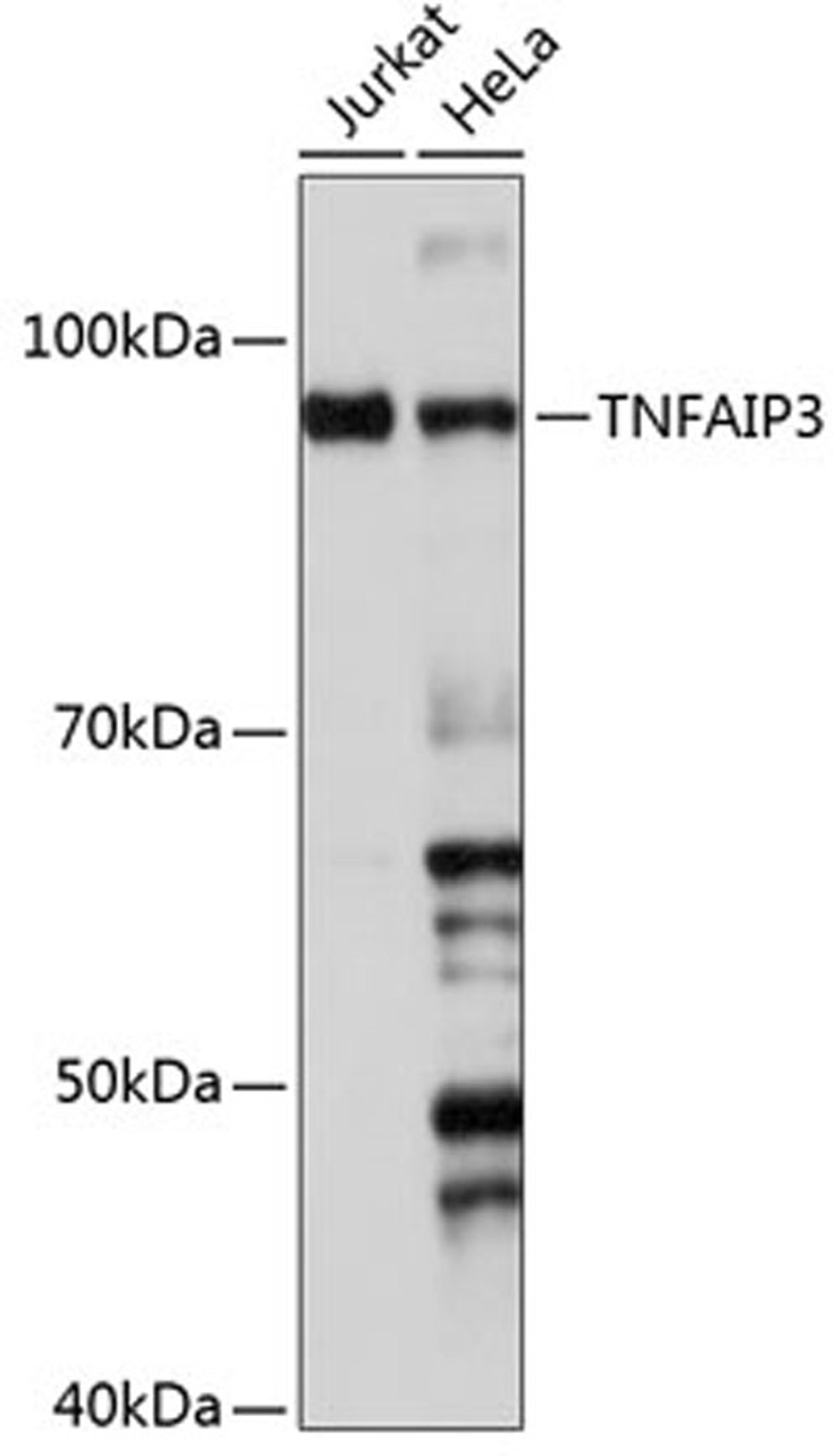 Western blot - TNFAIP3 antibody (A19128)