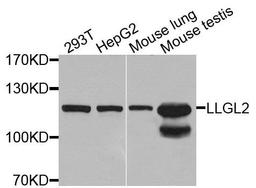 Western blot analysis of extracts of various cells using LLGL2 antibody