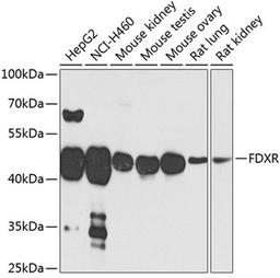 Western blot - FDXR antibody (A3860)