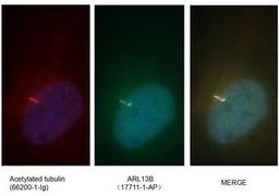 Immunofluorescent analysis of ( 4% PFA ) fixed MDCK cells using 17711-1-AP(ARL13B antibody) at dilution of 1:100 and Alexa Fluor 488-conjugated AffiniPure Goat Anti-Rabbit IgG(H+L)