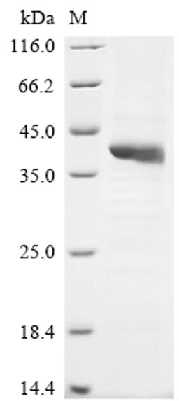 (Tris-Glycine gel) Discontinuous SDS-PAGE (reduced) with 5% enrichment gel and 15% separation gel.