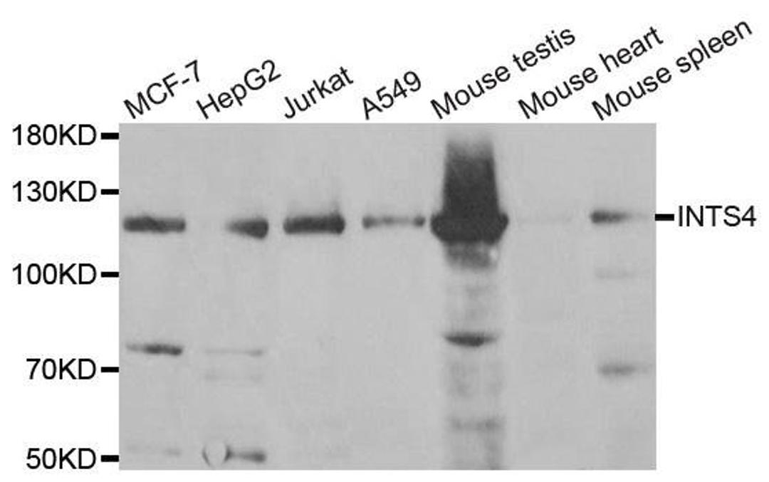 Western blot analysis of extracts of various cell lines using INTS4 antibody