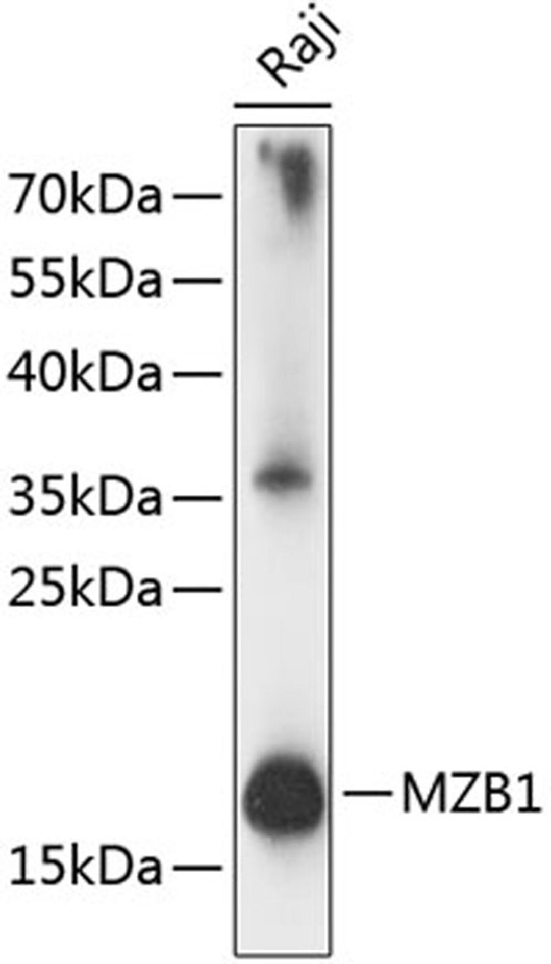 Western blot - MZB1 antibody (A14479)