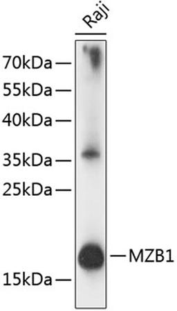 Western blot - MZB1 antibody (A14479)