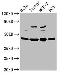 Western Blot. Positive WB detected in: Hela whole cell lysate, Jurkat whole cell lysate, MCF-7 whole cell lysate, PC-3 whole cell lysate. All lanes: PA2G4 antibody at 2.5ug/ml. Secondary. Goat polyclonal to rabbit IgG at 1/50000 dilution. Predicted band size: 44, 39 kDa. Observed band size: 44 kDa. 