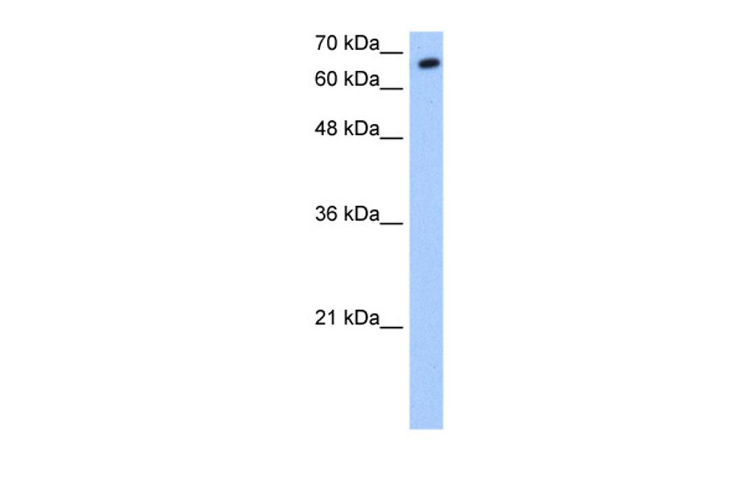 Antibody used in WB on Transfected 293T at 0.2-1 ug/ml.