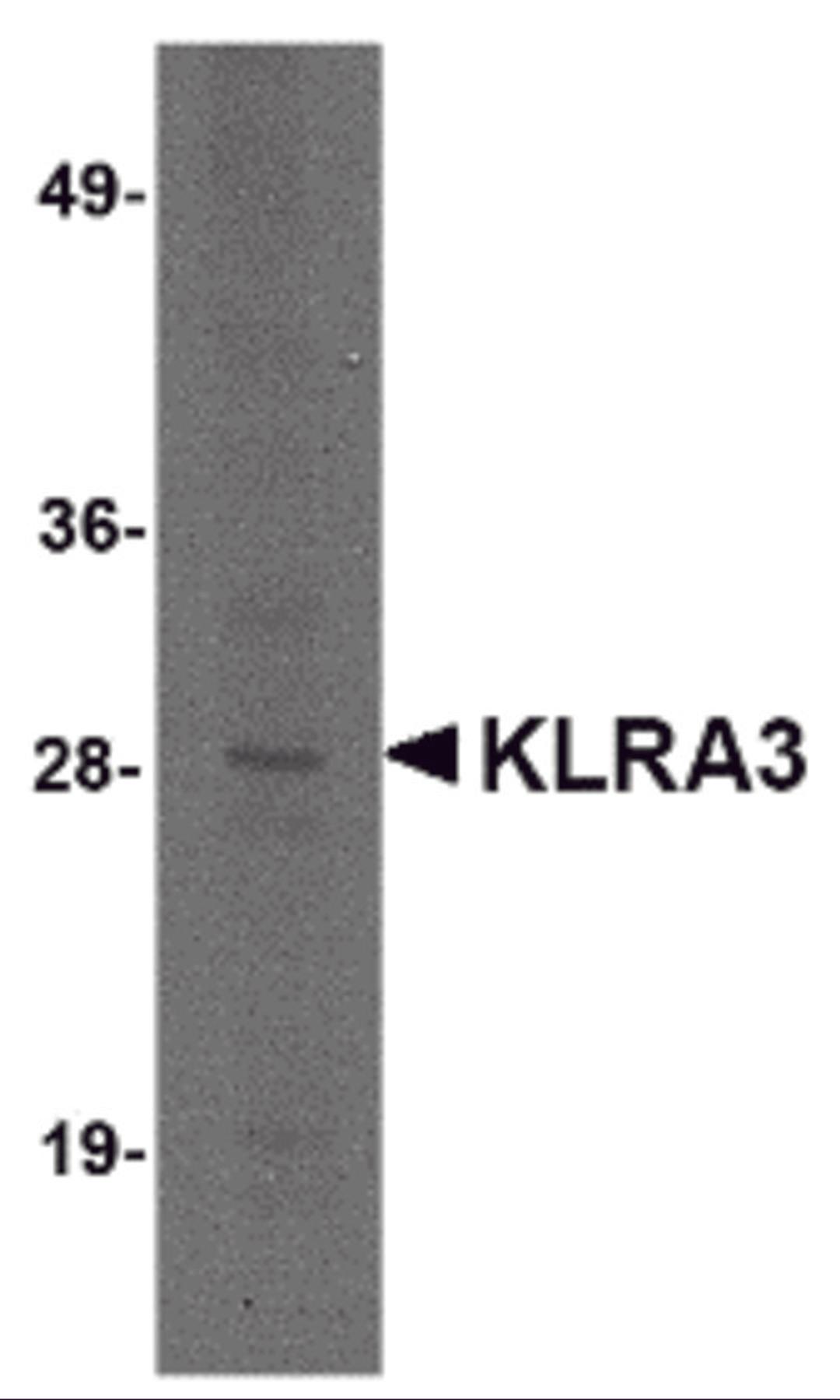 Western blot analysis of KLRA3 in mouse brain tissue lysate with KLRA3 antibody at 2 μg/mL.