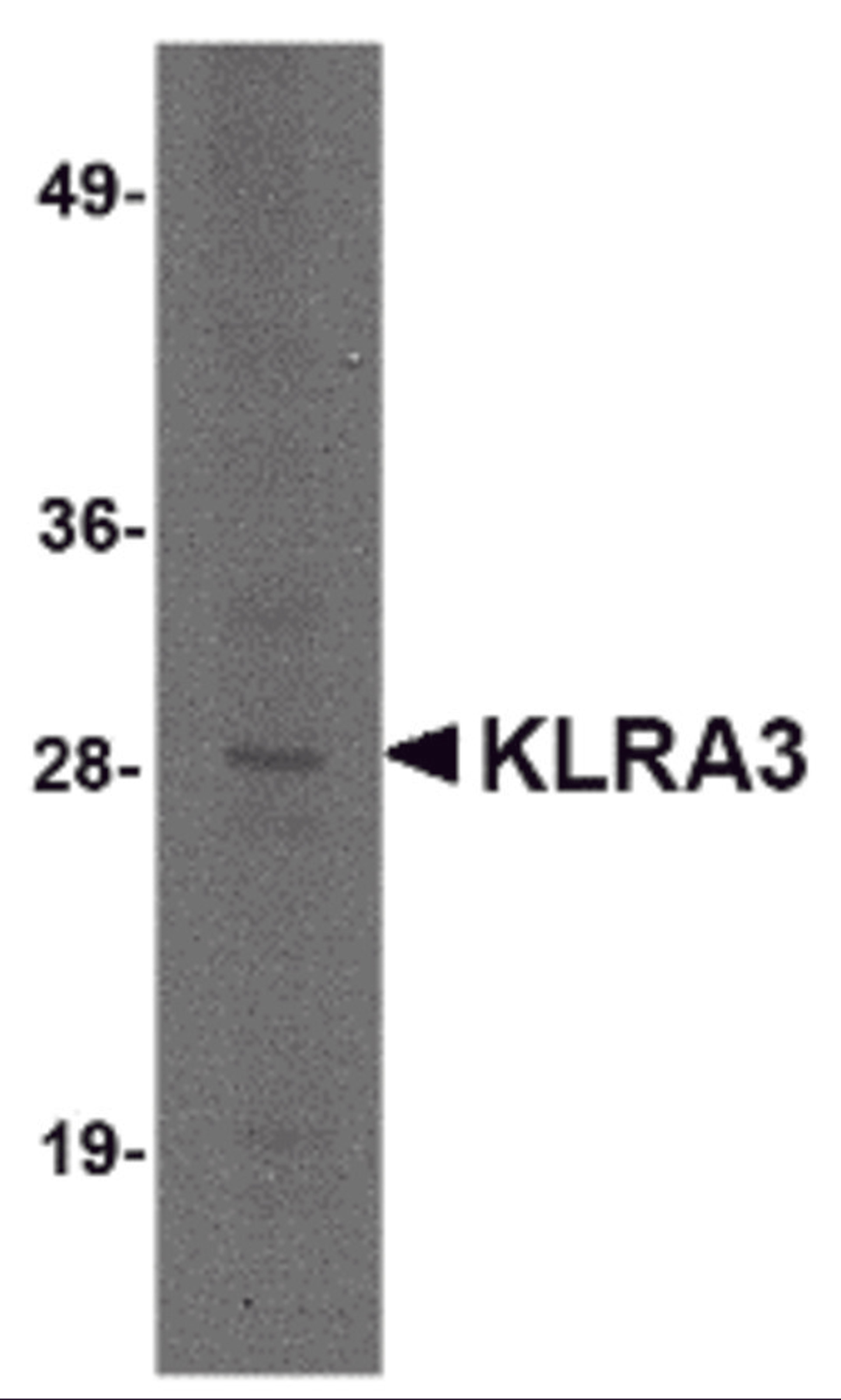 Western blot analysis of KLRA3 in mouse brain tissue lysate with KLRA3 antibody at 2 μg/mL.