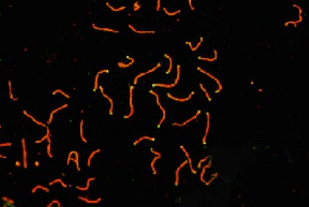 Immunocytochemistry/Immunofluorescence: SCP3 Antibody [NB300-230] - Mouse pachytene preparation (red). CDK2 staining, near teleomeres, is also present (green).