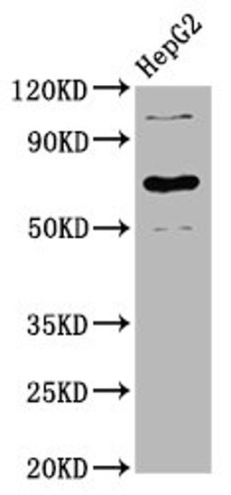 Western Blot. Positive WB detected in: HepG2 whole cell lysate. All lanes: LILRB3 antibody at 3.9µg/ml. Secondary. Goat polyclonal to rabbit IgG at 1/50000 dilution. Predicted band size: 70, 72 kDa. Observed band size: 70 kDa