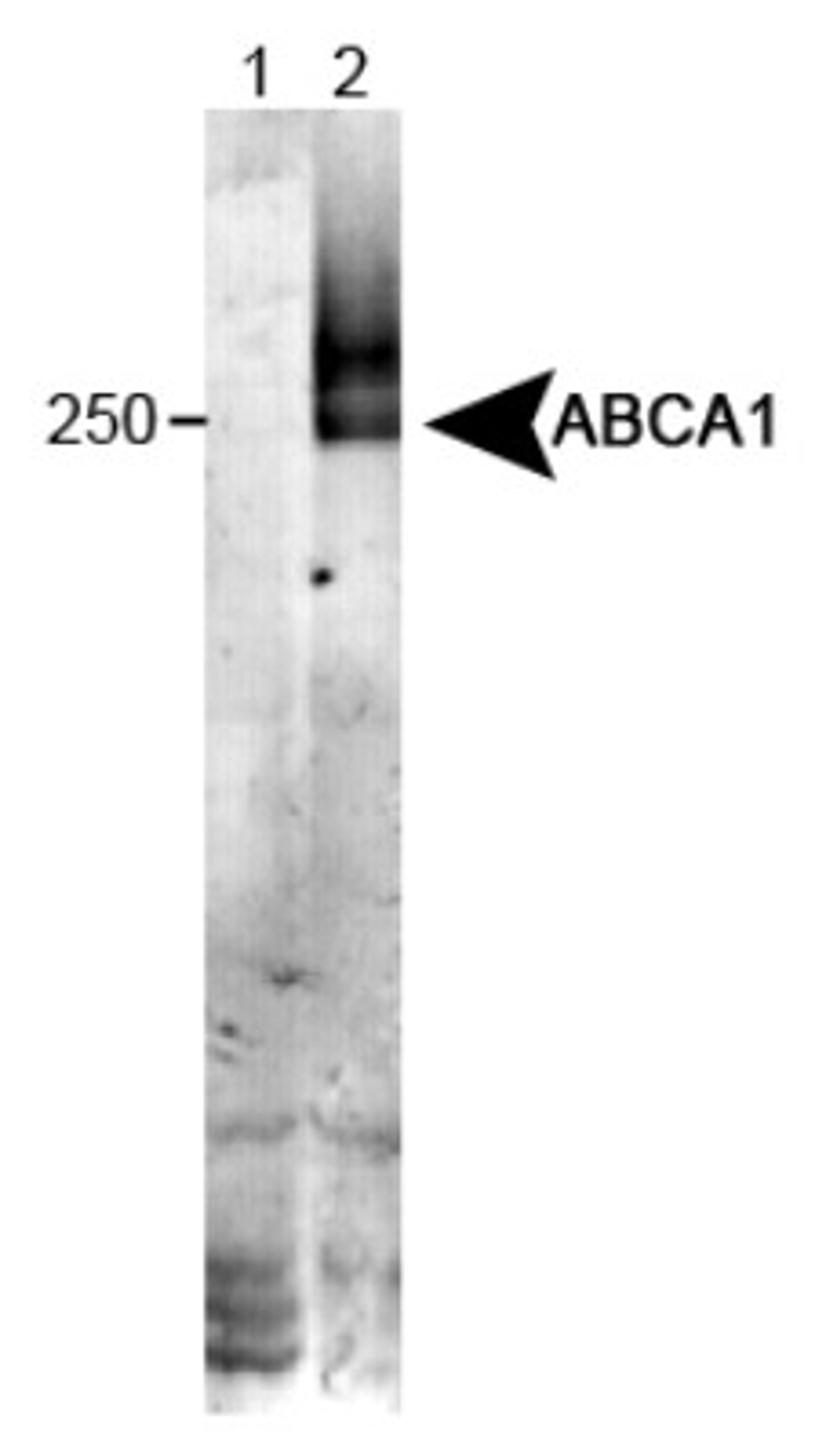 Western Blot: ABCA1 Antibody (HJ1) [NB100-2068] - Detection of ABCA1 in wildtype liver tissue (in RIPA) Lane 1: KO mouse liver tissue. Lane 2: WT mouse liver tissue.