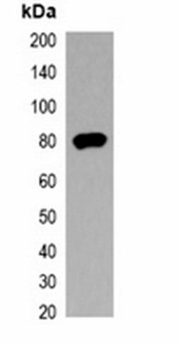 Western blot analysis of 293T cell lysate using V5-tag antibody