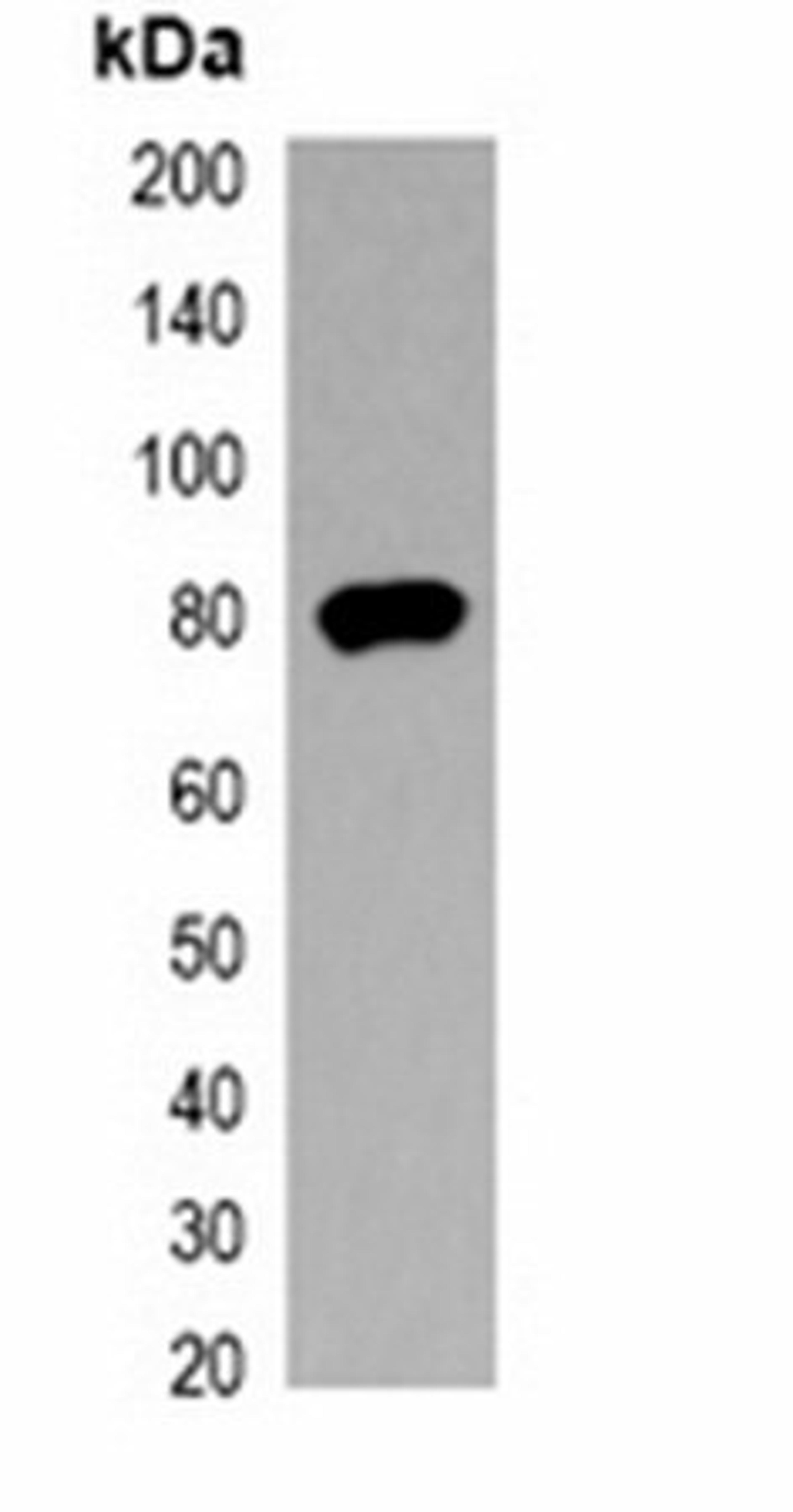 Western blot analysis of 293T cell lysate using V5-tag antibody