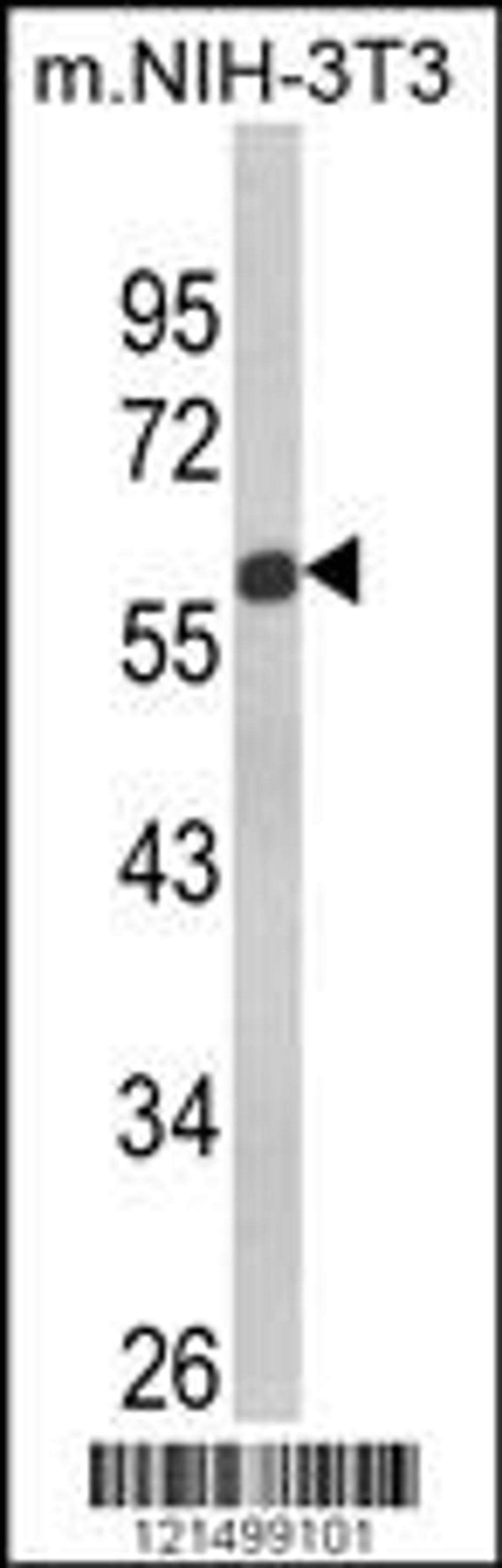 Western blot analysis of GDF10 Antibody in NIH-3T3 cell line lysates (35ug/lane)