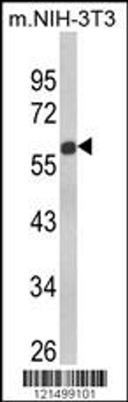 Western blot analysis of GDF10 Antibody in NIH-3T3 cell line lysates (35ug/lane)