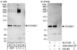 Detection of human FCHSD1 by western blot and immunoprecipitation.