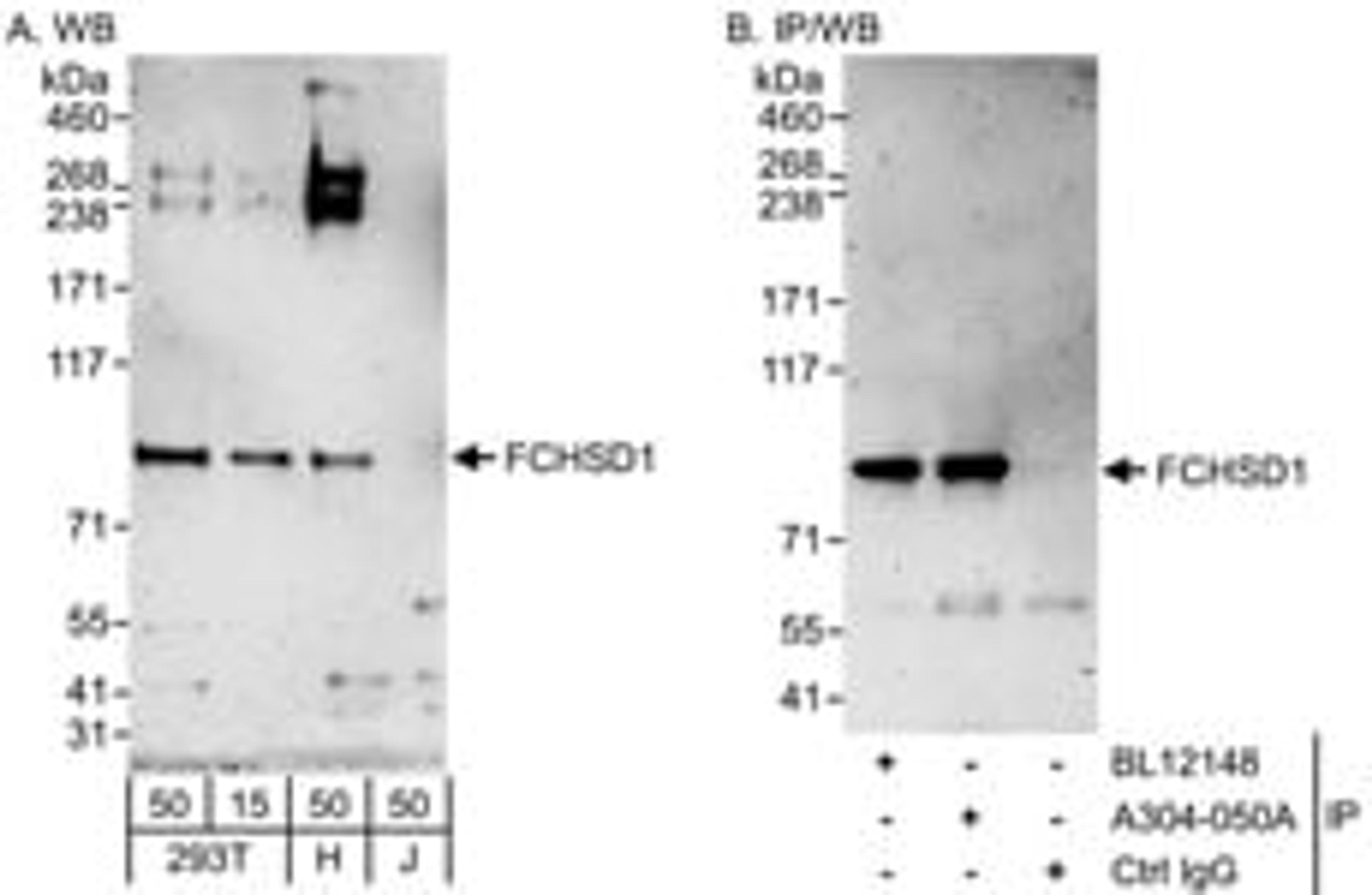 Detection of human FCHSD1 by western blot and immunoprecipitation.