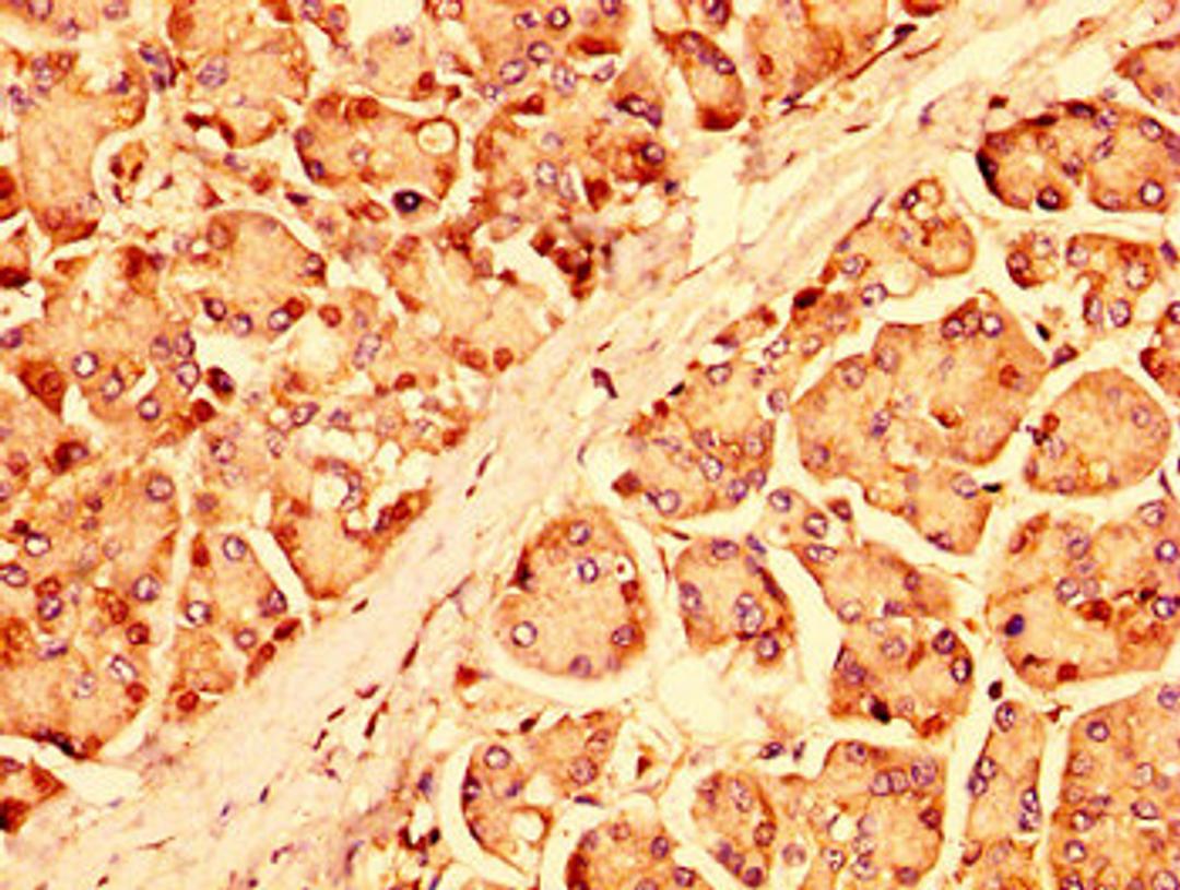 IHC image of CSB-PA812883LA01HU diluted at 1:500 and staining in paraffin-embedded human pancreatic tissue performed on a Leica BondTM system. After dewaxing and hydration, antigen retrieval was mediated by high pressure in a citrate buffer (pH 6.0). Section was blocked with 10% normal goat serum 30min at RT. Then primary antibody (1% BSA) was incubated at 4&deg;C overnight. The primary is detected by a biotinylated secondary antibody and visualized using an HRP conjugated SP system.