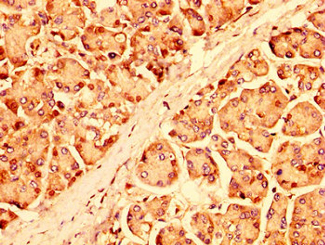 IHC image of CSB-PA812883LA01HU diluted at 1:500 and staining in paraffin-embedded human pancreatic tissue performed on a Leica BondTM system. After dewaxing and hydration, antigen retrieval was mediated by high pressure in a citrate buffer (pH 6.0). Section was blocked with 10% normal goat serum 30min at RT. Then primary antibody (1% BSA) was incubated at 4°C overnight. The primary is detected by a biotinylated secondary antibody and visualized using an HRP conjugated SP system.