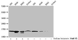Western Blot. Detected samples: 293 whole cell lysate, A549 whole cell lysate, K562 whole cell lysate, Jurkat whole cell lysate; Untreated (-) or treated (+) with 30mM sodium butyrate for 4h. All lanes: HIST1H2BC antibody at 1:100. Secondary. Goat polyclonal to rabbit IgG at 1/50000 dilution. Predicted band size: 14 kDa. Observed band size: 14 kDa
