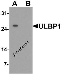 Western blot analysis of ULBP1 in RAW264.7 cell lysate with ULBP1 antibody at 1 μg/mL in (A) the absence and (B) the presence of blocking peptide.