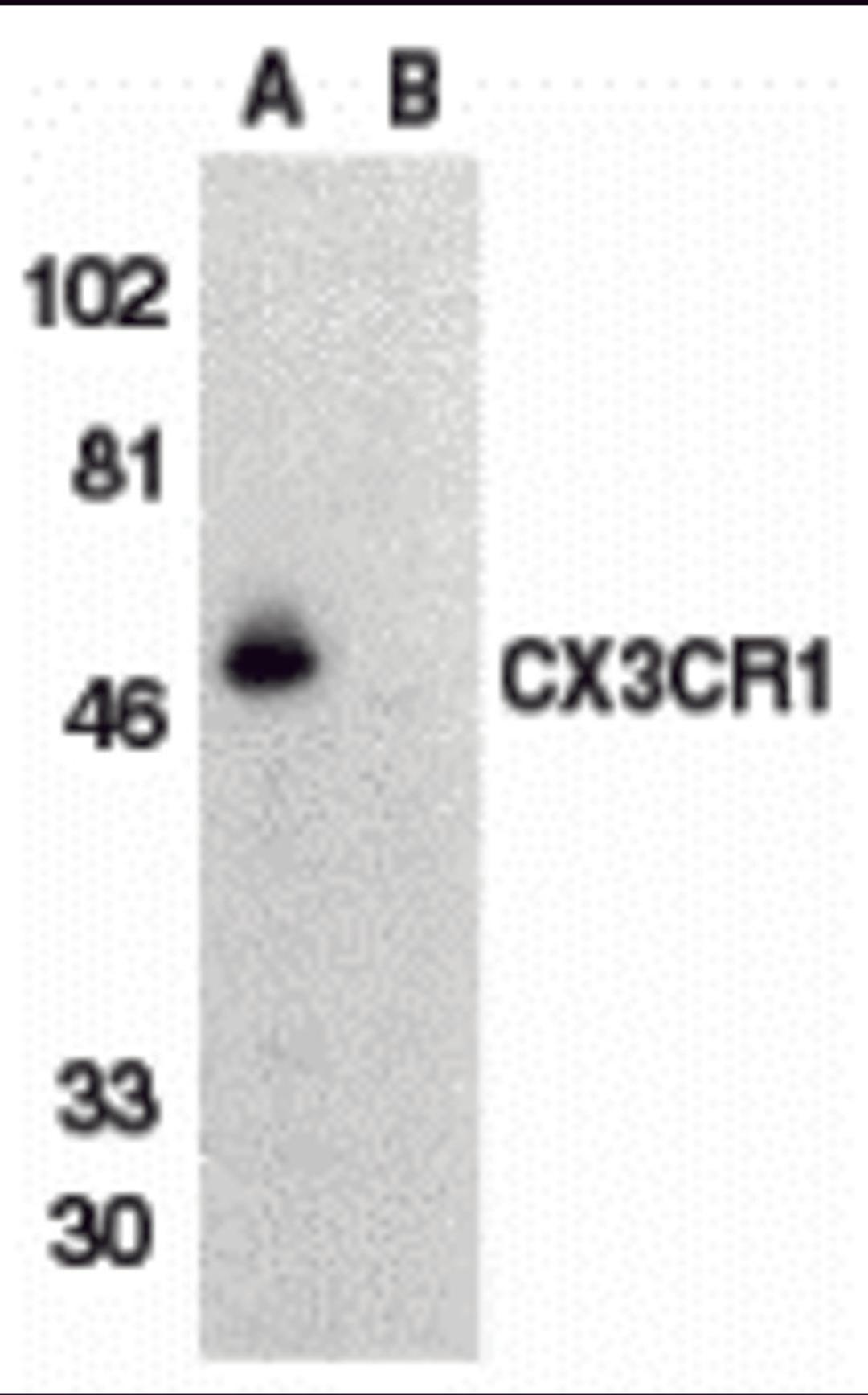 Western blot analysis of CX3CR1 in THP-1 cell lysate with CX3CR1 antibody at 1 μg/mL in (A) the absence and (B) the presence of blocking peptide.