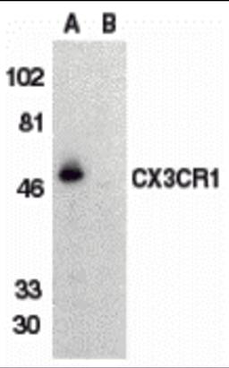 Western blot analysis of CX3CR1 in THP-1 cell lysate with CX3CR1 antibody at 1 μg/mL in (A) the absence and (B) the presence of blocking peptide.