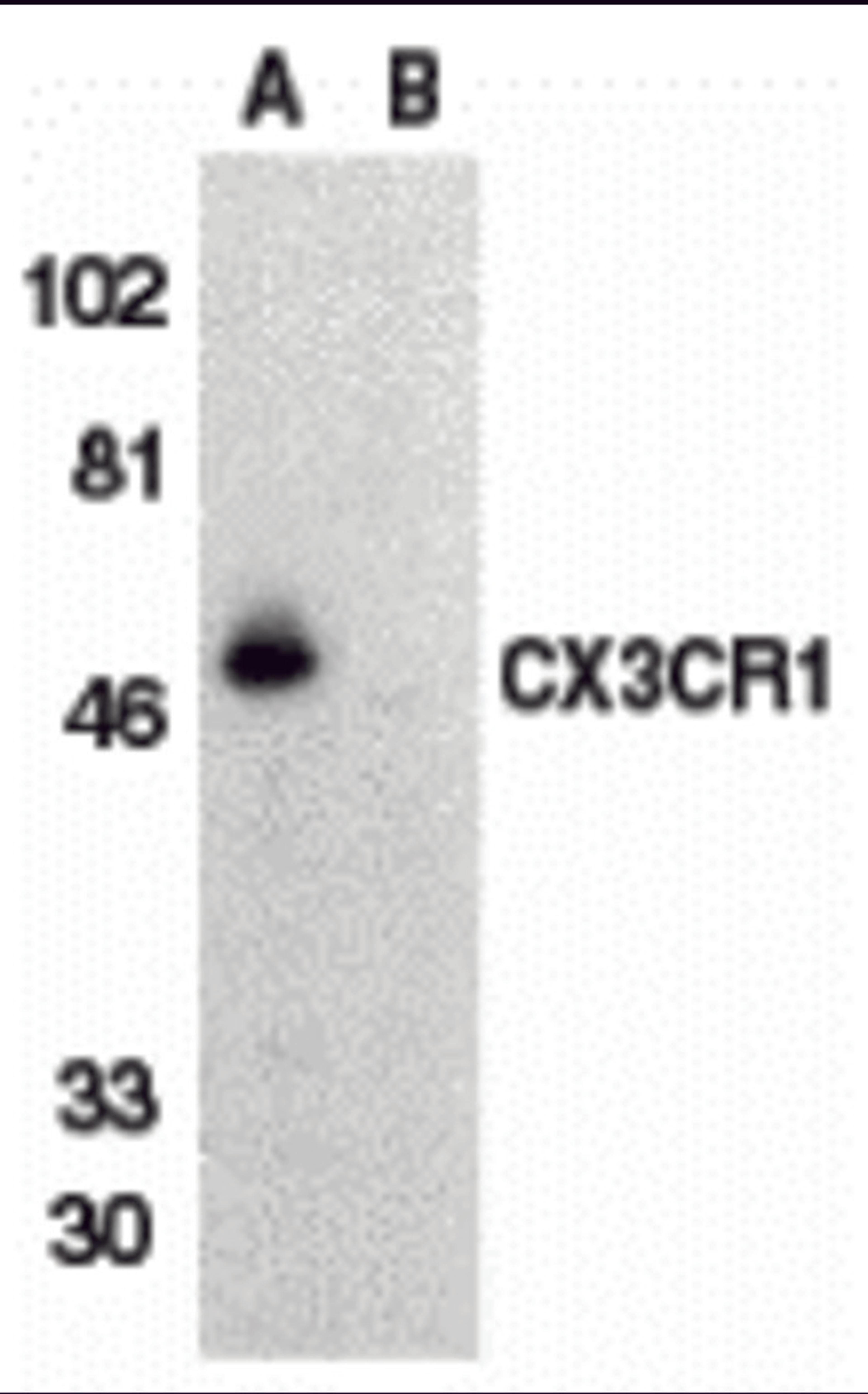 Western blot analysis of CX3CR1 in THP-1 cell lysate with CX3CR1 antibody at 1 μg/mL in (A) the absence and (B) the presence of blocking peptide.