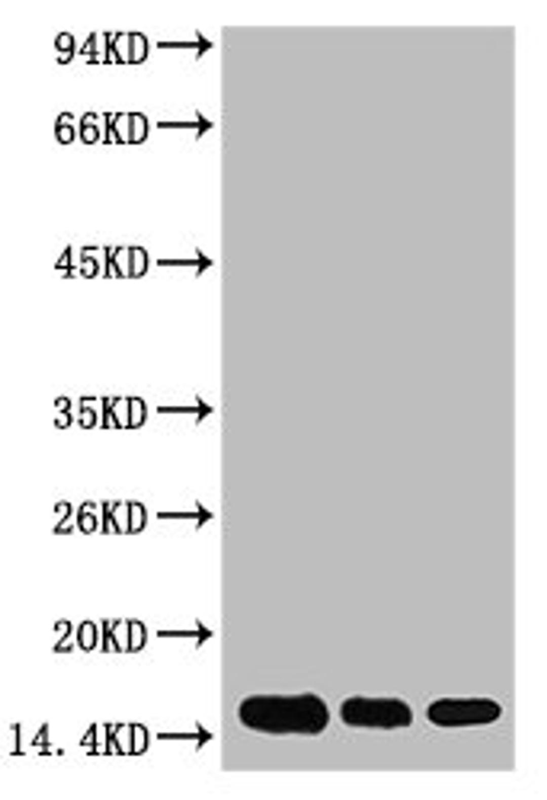 Western blot analysis of 1) Hela, 2) Raw264.7, 3) Rat Brain Tissue, diluted at 1:2000.