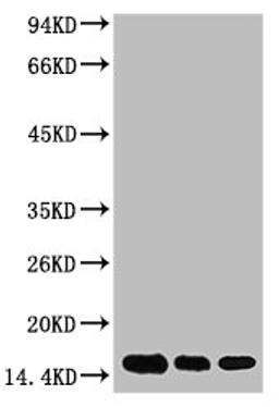Western blot analysis of 1) Hela, 2) Raw264.7, 3) Rat Brain Tissue, diluted at 1:2000.