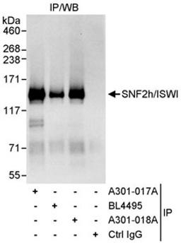 Detection of human SNF2h/ISWI by western blot of immunoprecipitates.