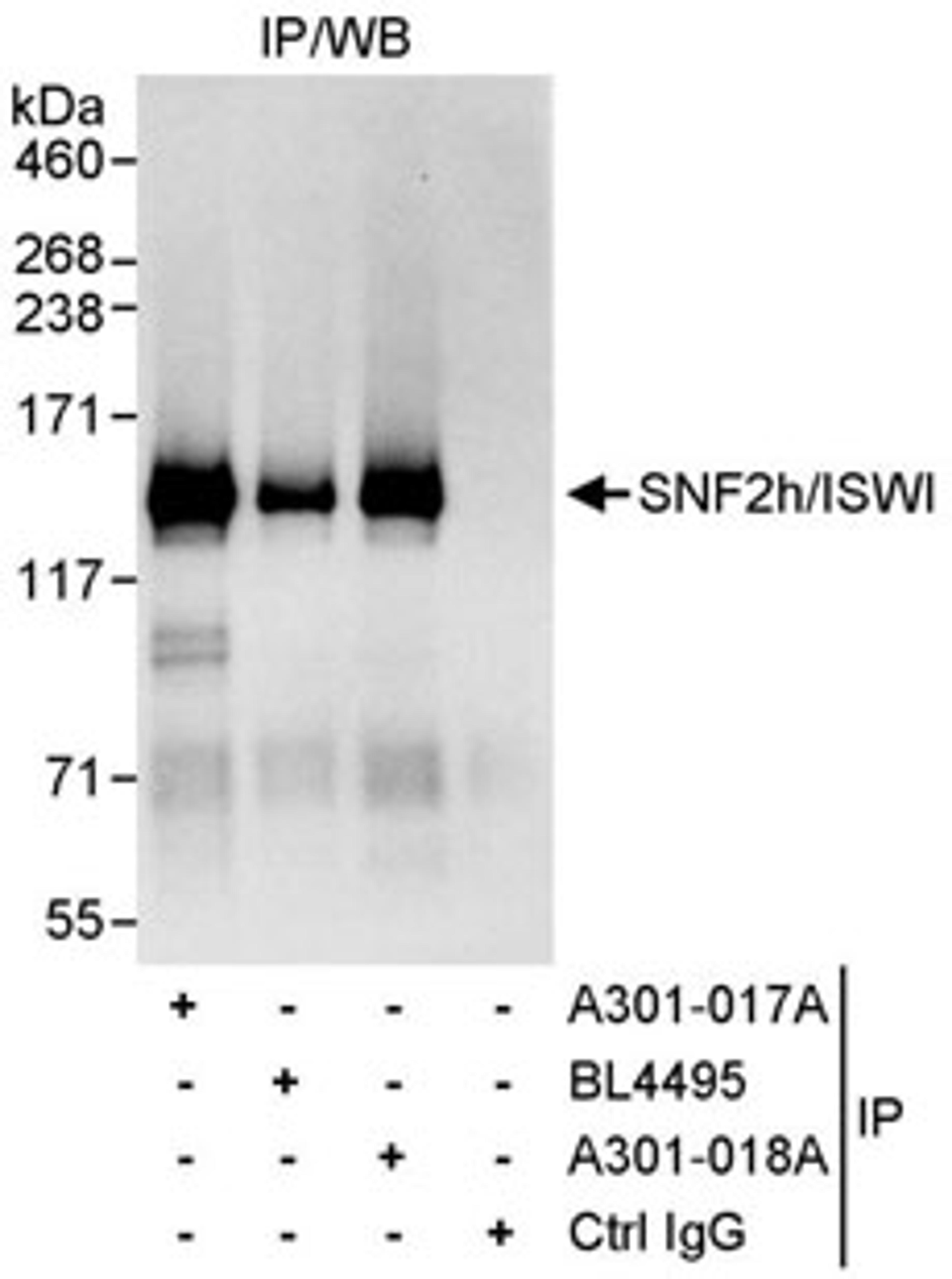 Detection of human SNF2h/ISWI by western blot of immunoprecipitates.