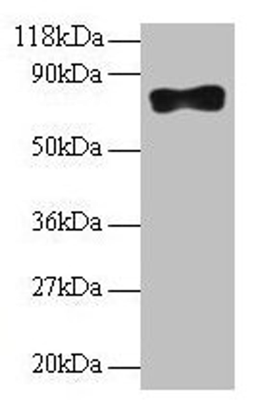 Western blot. All lanes: Samhd1 antibody at 2µg/ml + 293T whole cell lysate. Secondary. Goat polyclonal to rabbit IgG at 1/10000 dilution. Predicted band size: 76, 75 kDa. Observed band size: 76 kDa
