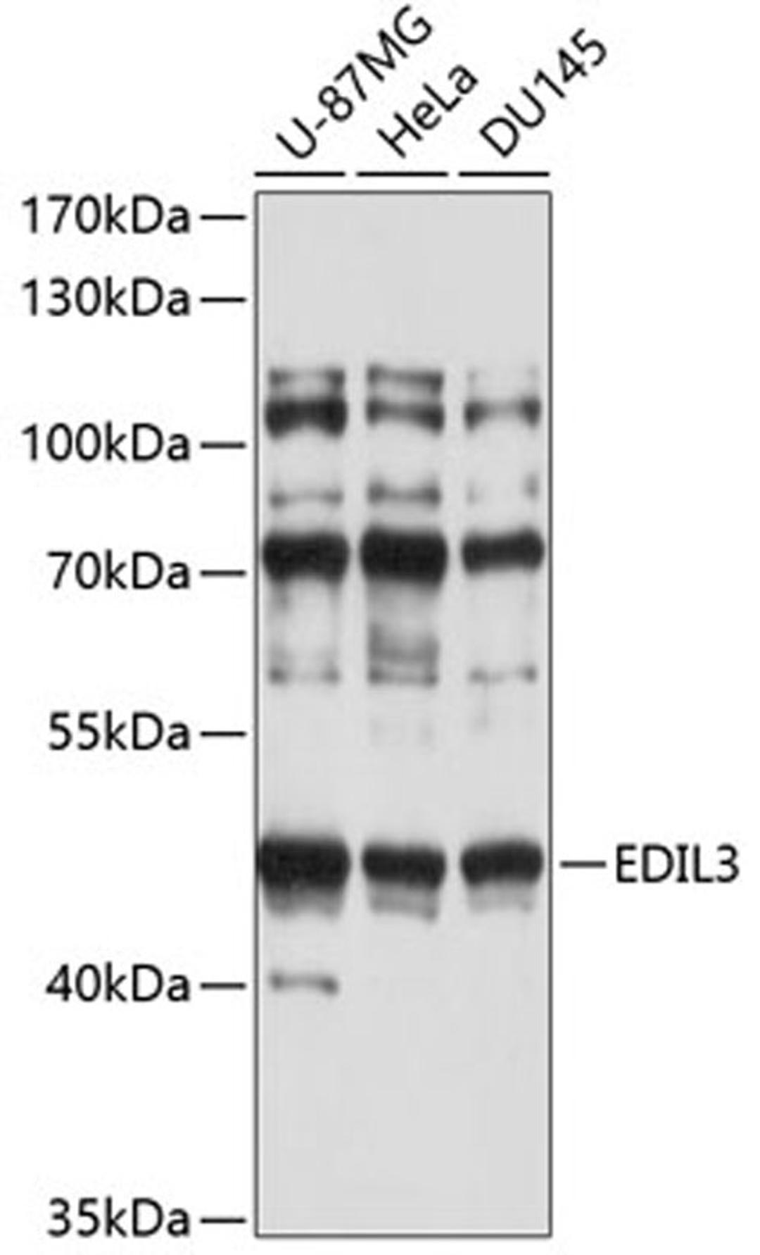 Western blot - EDIL3 antibody (A4370)