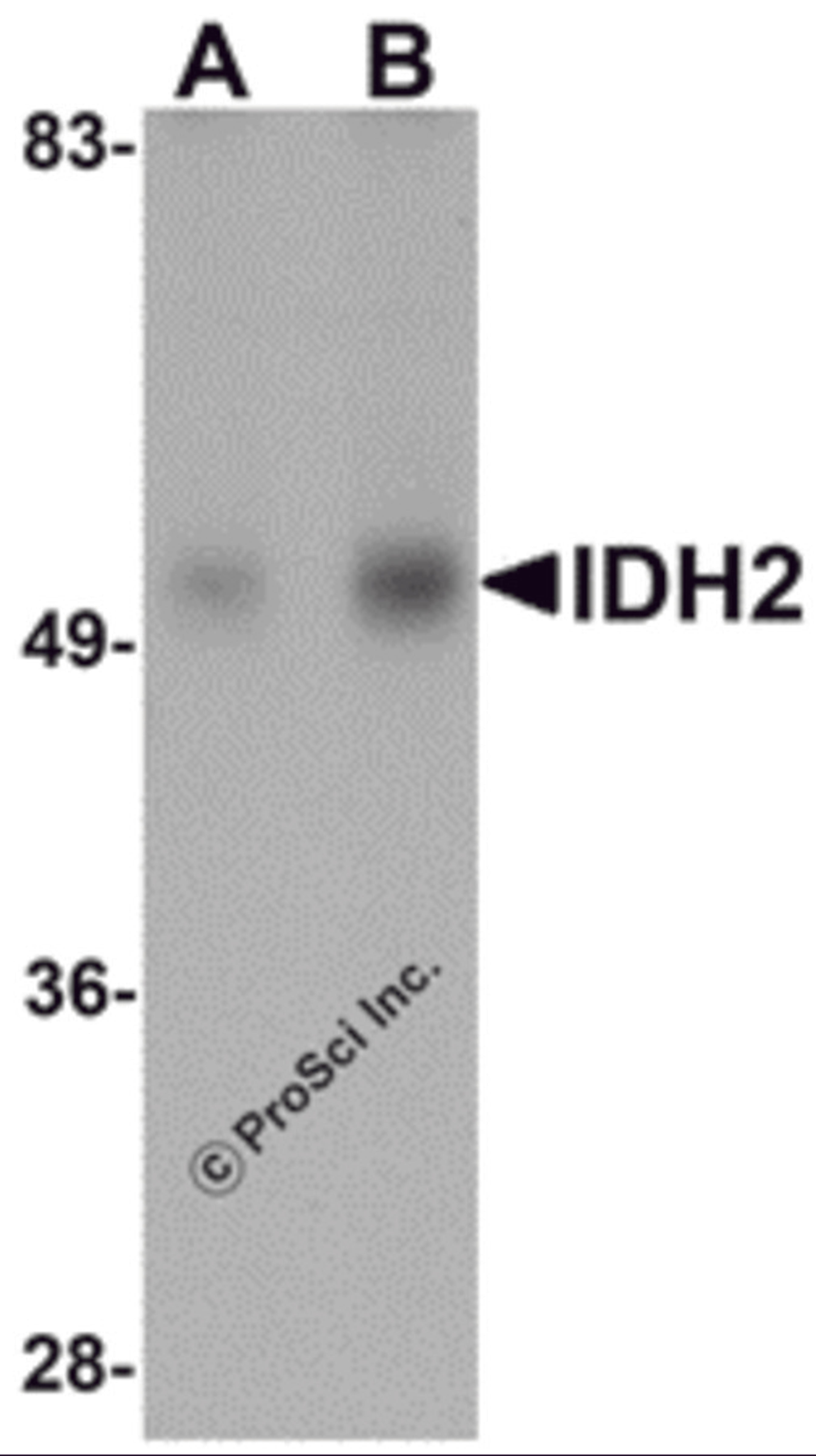 Western blot analysis of IDH2 in human heart tissue lysate with IDH2 antibody at (A) 1 and (B) 2 &#956;g/mL.