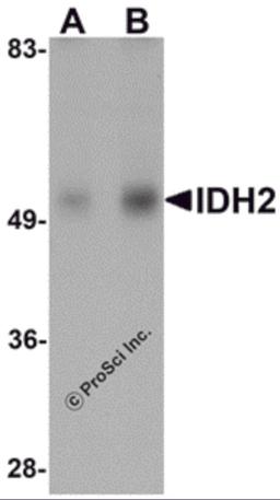 Western blot analysis of IDH2 in human heart tissue lysate with IDH2 antibody at (A) 1 and (B) 2 μg/mL.