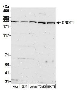 Detection of human and mouse CNOT1 by WB.