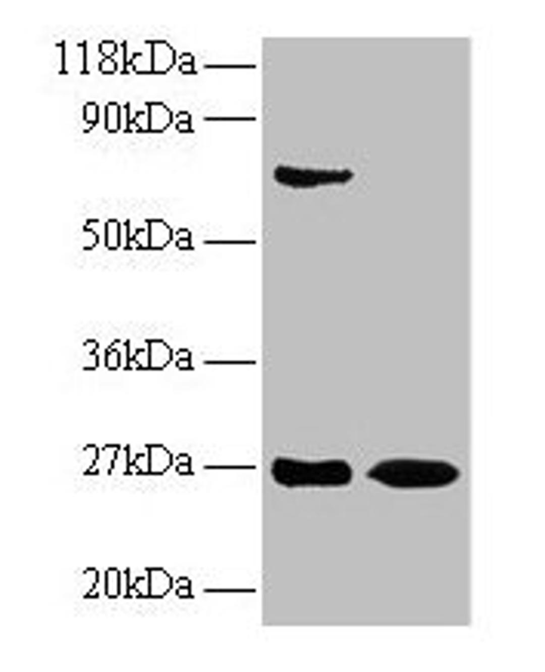 Western blot. All lanes: IFNG antibody at 2µg/ml. Lane 1: EC109 whole cell lysate. Lane 2: 293T whole cell lysate. Secondary. Goat polyclonal to rabbit IgG at 1/15000 dilution. Predicted band size: 20 kDa. Observed band size: 27 kDa