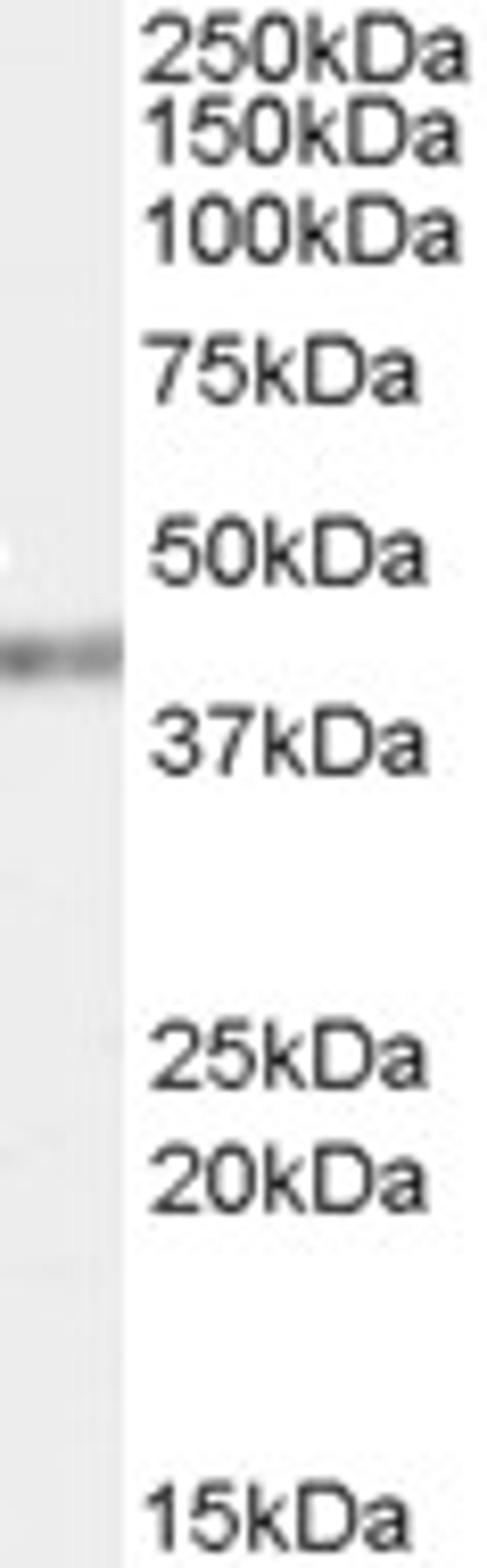 46-143 (0.03ug/ml) staining of HeLa cell lysate (35ug protein in RIPA buffer). Primary incubation was 1 hour. Detected by chemiluminescence.