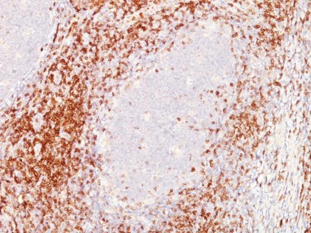 Immunohistochemistry-Paraffin: CD6 Antibody (SPM547) [NBP2-32828] - Formalin-paraffin tonsil (20X) stained with CD6 MAb (SPM547).