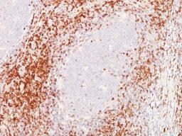 Immunohistochemistry-Paraffin: CD6 Antibody (SPM547) [NBP2-32828] - Formalin-paraffin tonsil (20X) stained with CD6 MAb (SPM547).