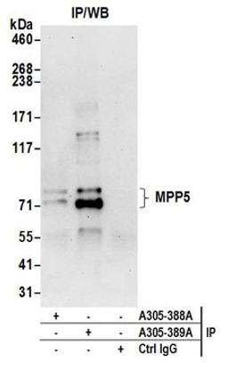 Detection of human MPP5 by western blot of immunoprecipitates.