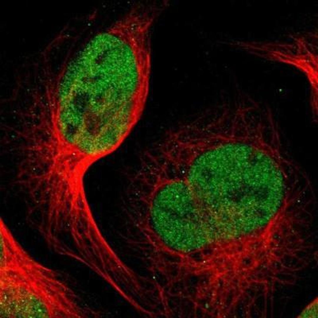 Immunocytochemistry/Immunofluorescence: PCGF1 Antibody [NBP1-82767] - Staining of human cell line U-2 OS shows positivity in nuclei but not nucleoli.