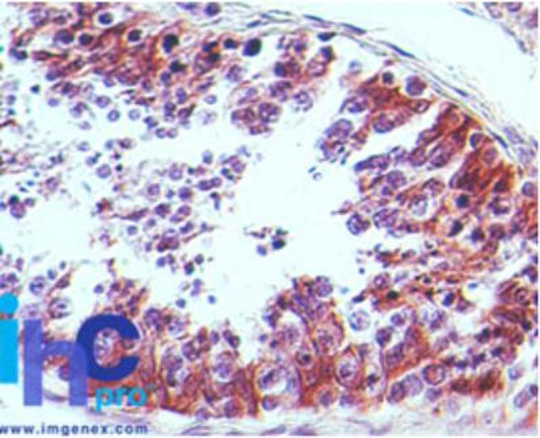 Immunohistochemistry-Paraffin: GPR44 Antibody (54N3F8) [NBP2-19014] - Formalin-fixed, paraffin-embedded human testis stained with CRTH2 antibody at 5 ug/ml using peroxidase-conjugate and DAB chromogen.