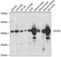 Western blot - GNAQ antibody (A14736)