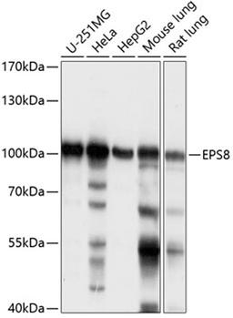 Western blot - EPS8 antibody (A14730)