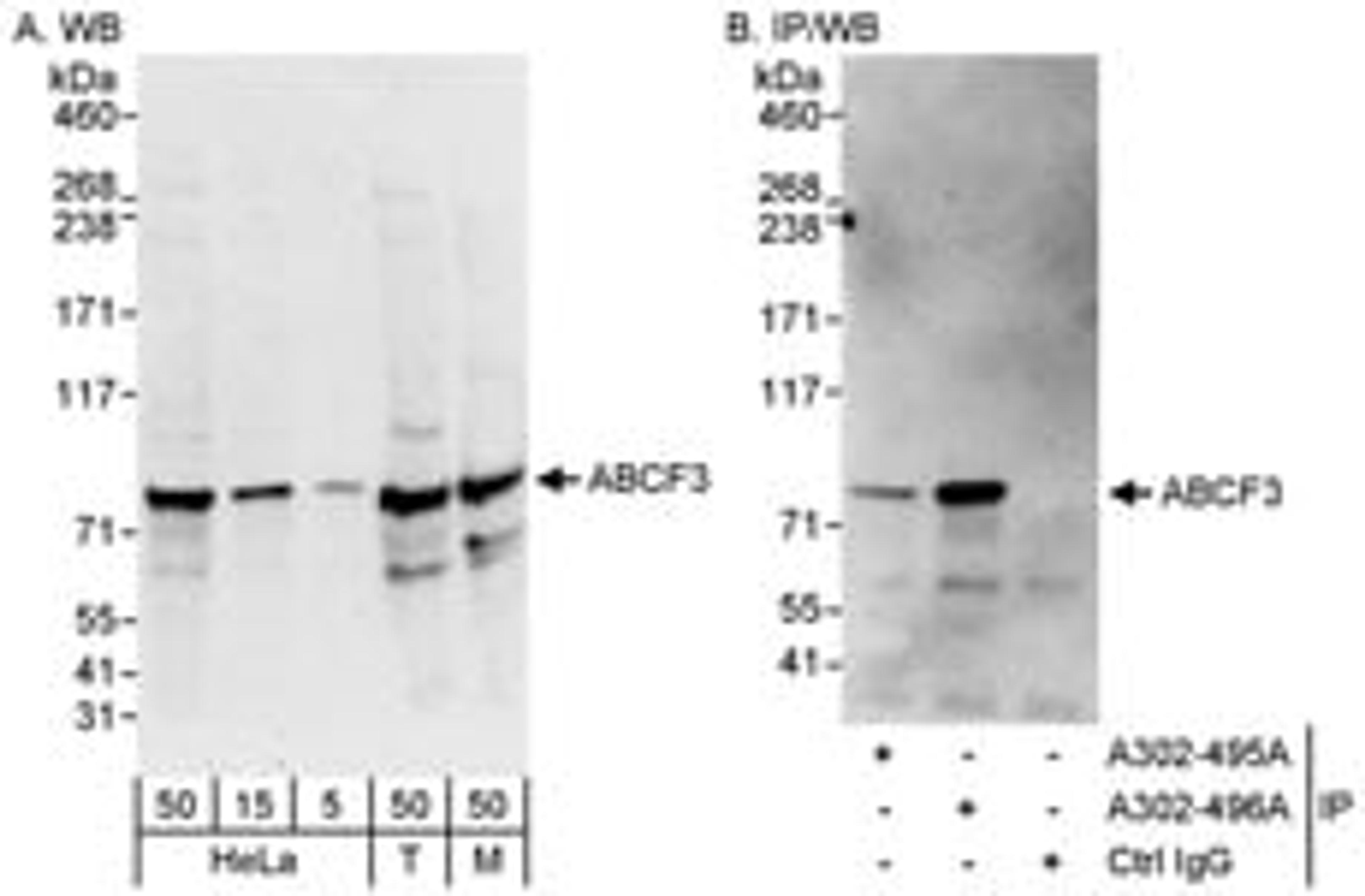 Detection of human and mouse ABCF3 by western blot (h&m) and immunoprecipitation (h).