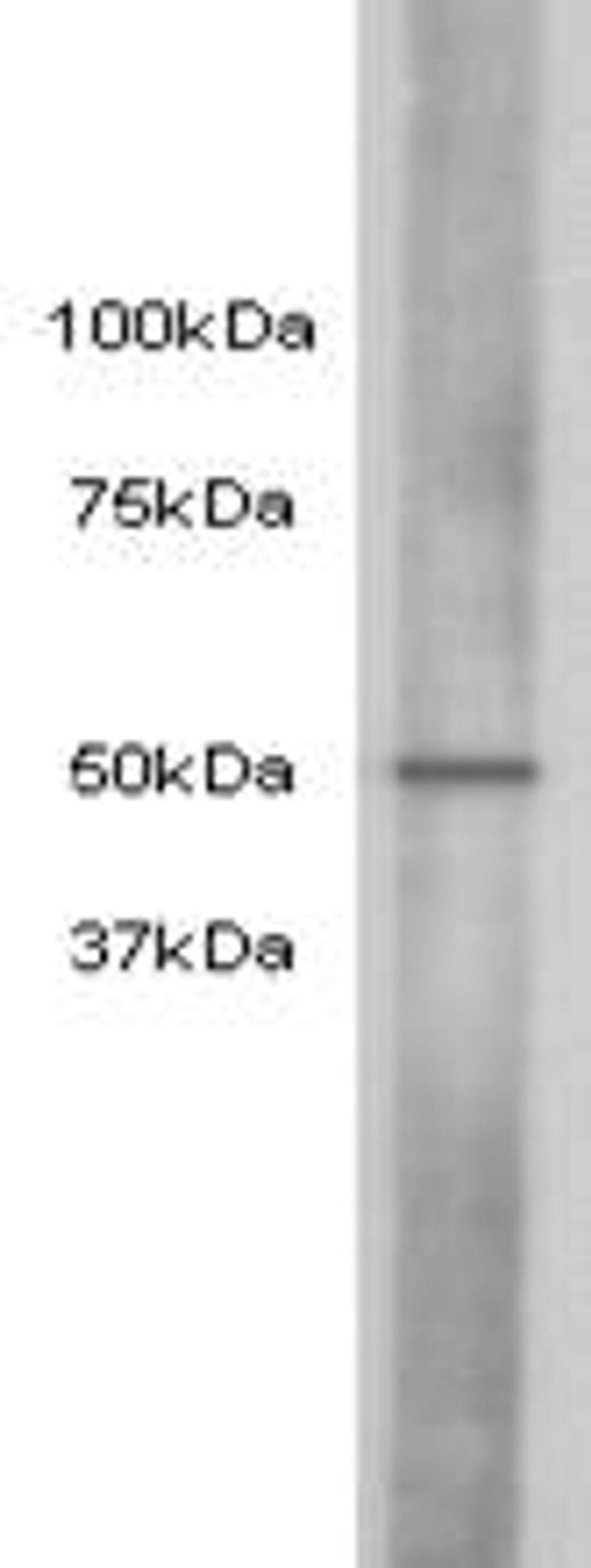 Western Blot analysis of hela using Cyclin E2 monoclonal antibody